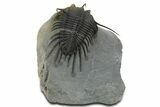 Kayserops megaspina Trilobite - Bou Lachrhal, Morocco #350539-2